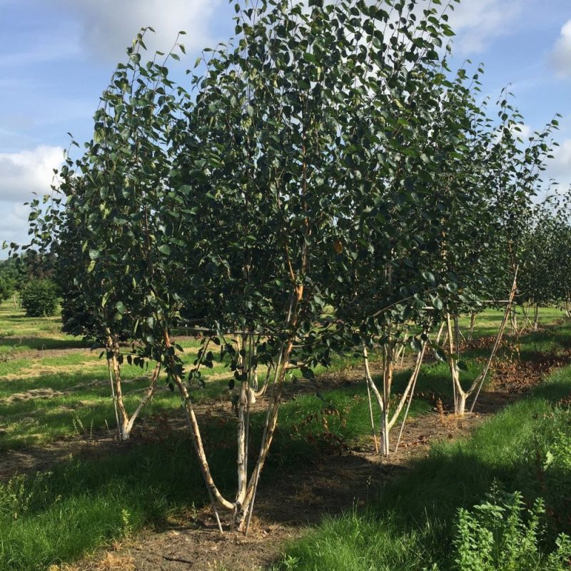 Betula 'Jacquemontii' 200 to 250cm