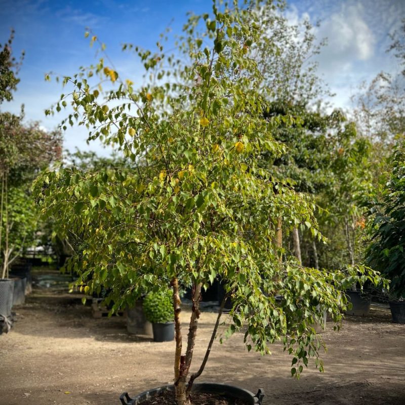 Betula nigra 200 to 250cm
