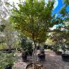 Carpinus betulus 250 to 300cm