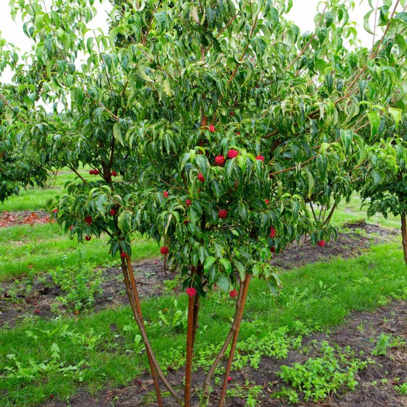 Cornus kousa 'Milky Way' 250 to 300cm