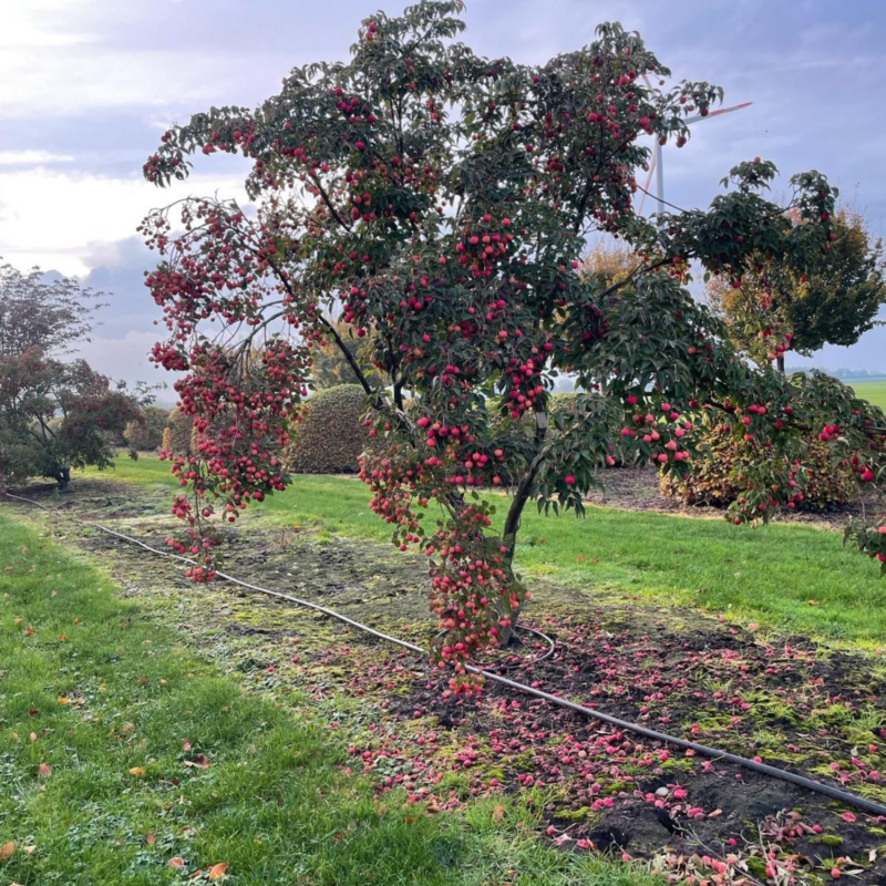 Cornus kousa multistem tree