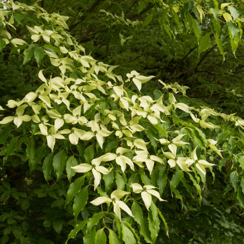 Cornus kousa var. chinensis flowering