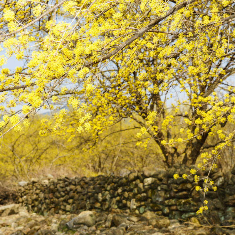 Cornus mas (Cornelian cherry) flowering in spring.