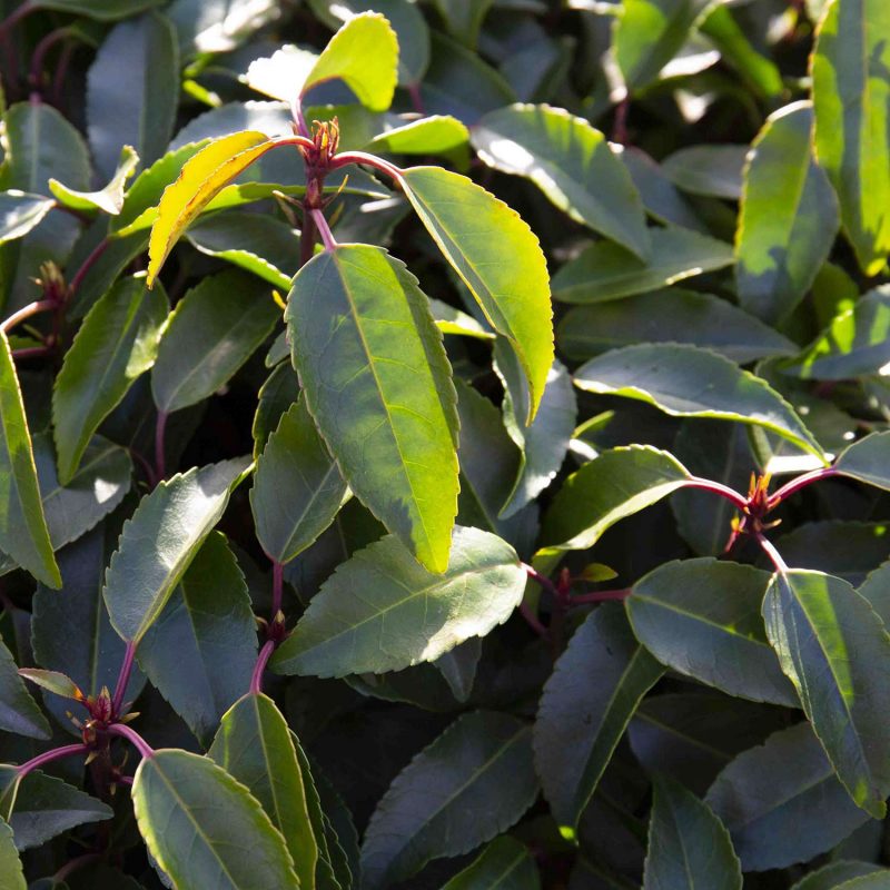 Prunus Lusitania foliage close up.