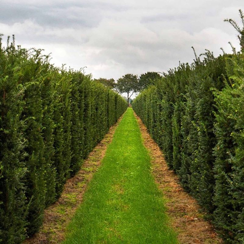 Best Evergreen Hedging Form Plants