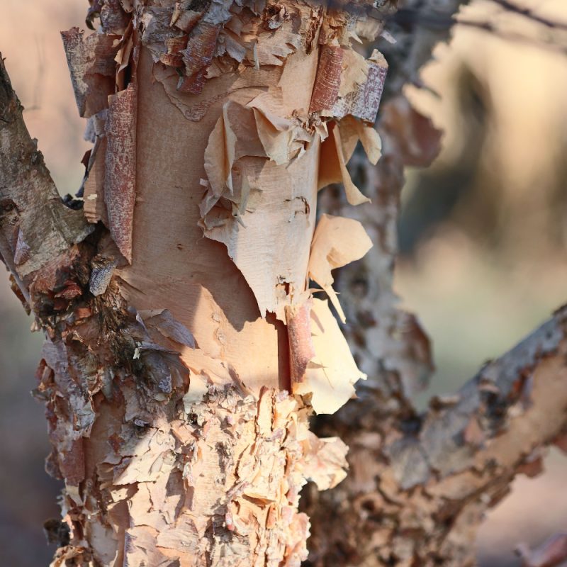 Betula nigra bark detail