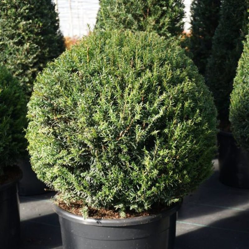 Taxus bachata topiary ball (90cm) containerised. (Yew)