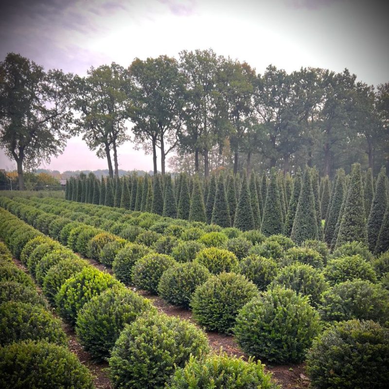 Taxus baccata (yew) topiary balls 50cm