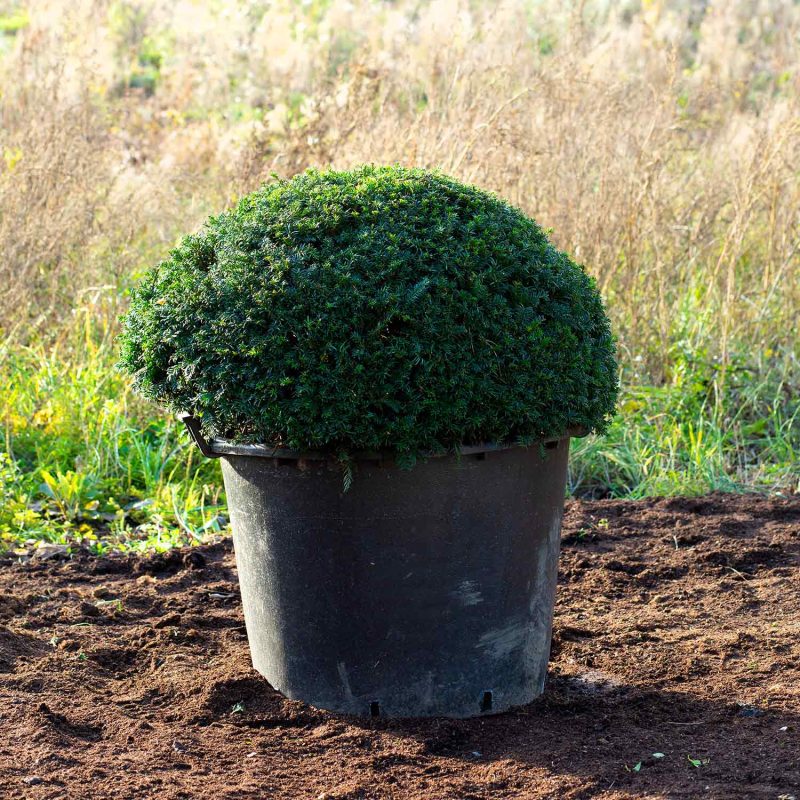 Taxus beccata topiary dome (Yew) containerised