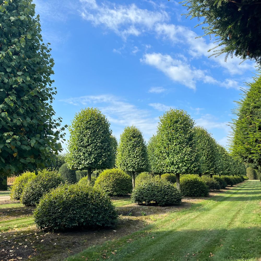 Bespoke sourcing Tree hunting on a summer day.
