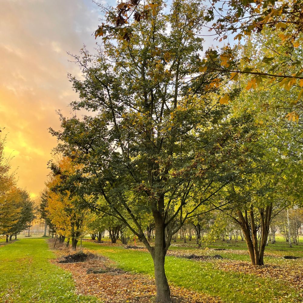 Sourcing specimen trees Sourcing specimen trees