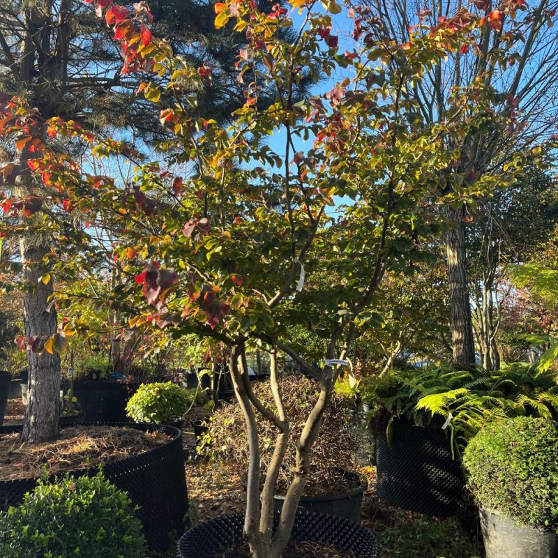 Parrotia persica 200 to 250cm Multistem